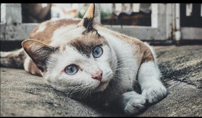 Μια Γάτα ταξίδεψε πάνω από 64χλμ. για να ξαναβρεί τους πρώην ιδιοκτήτες της.