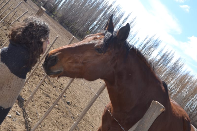 Entrenamiento en Equinoterapia y Bienestar