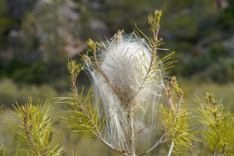 ⚠️ Danger pour la Santé : Chenilles Processionnaires