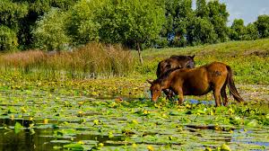 Turism și Activități în Delta Dunări