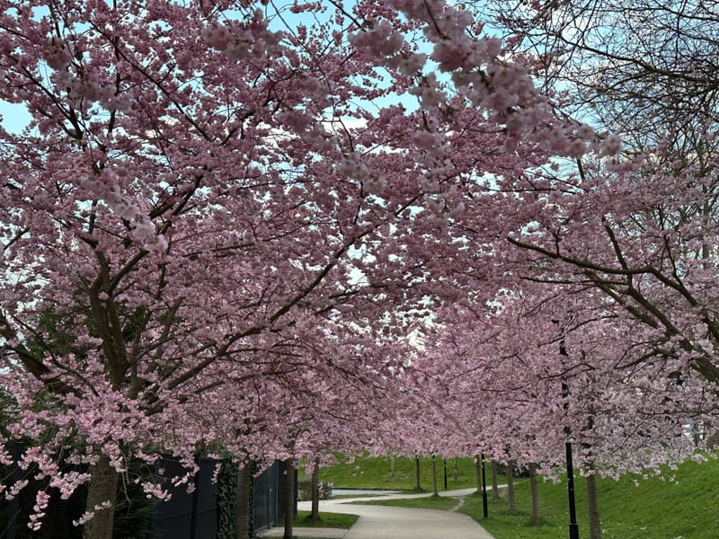 Une ville au plus près des enjeux climatiques