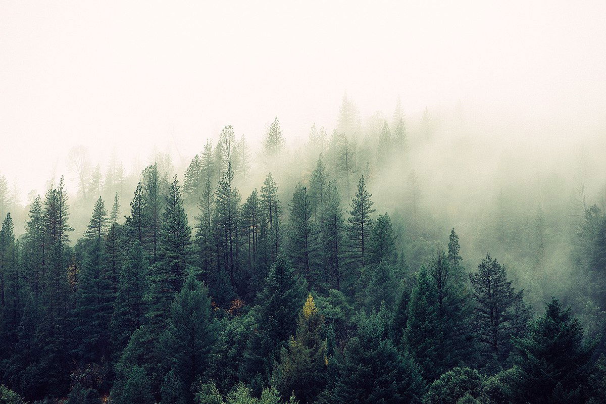 Photograph of a foggy fir tree forest.