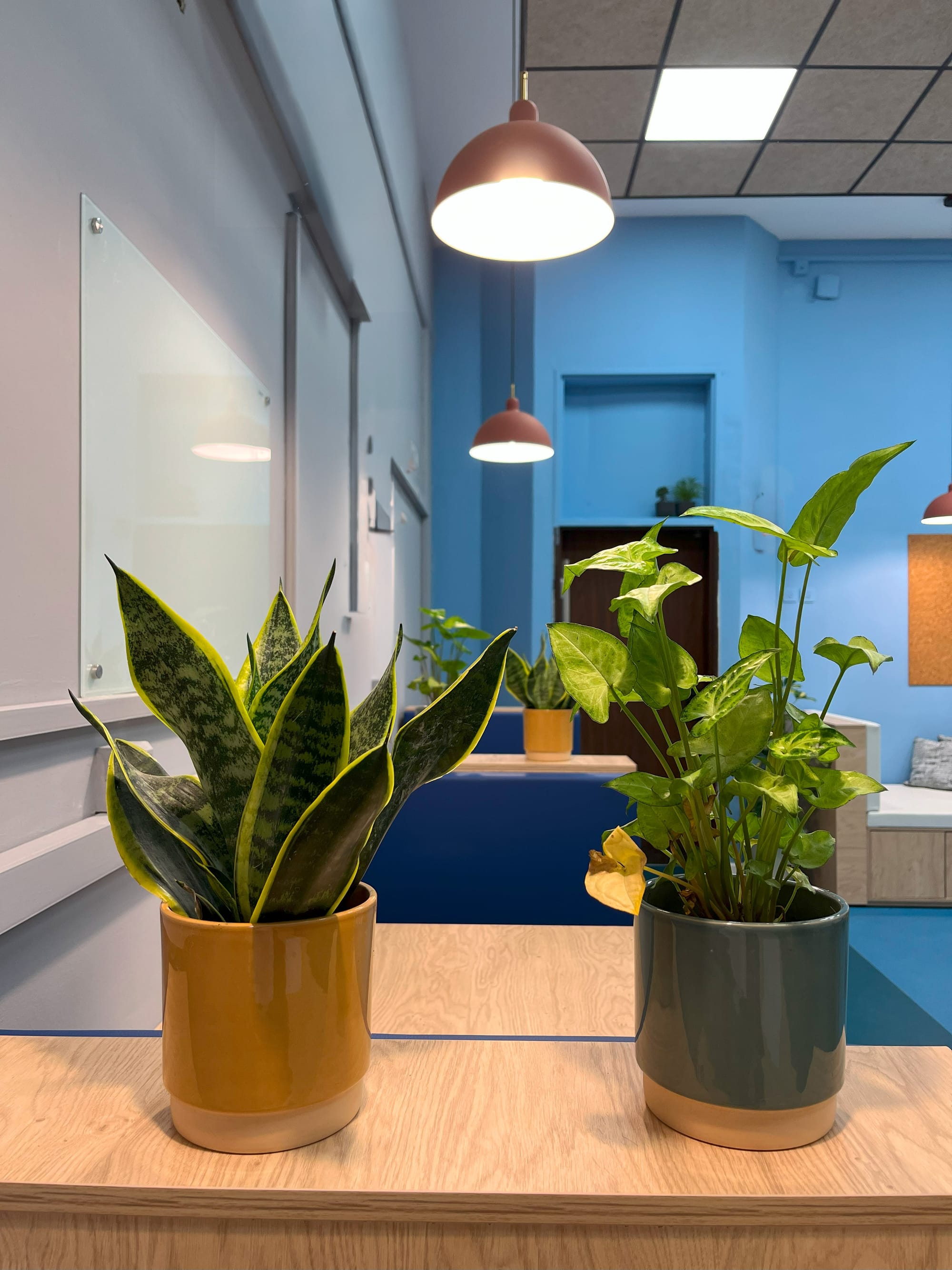 צמחיה במרחב הלמידה, מגמת מידע ונתונים, תיכון נשר