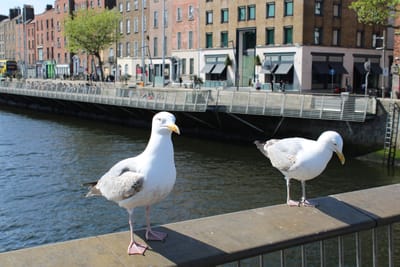 🌿 Eco-Friendly Cleaning Solutions Gaining Popularity in Dublin 2