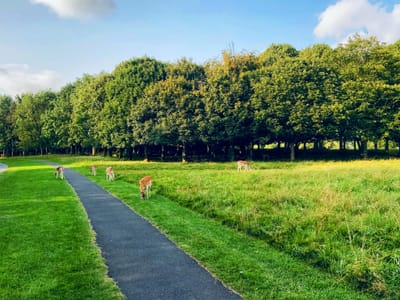 🚶‍♀️✨ Weekend Walks in Dublin: Combining Lifestyle and Cleanliness