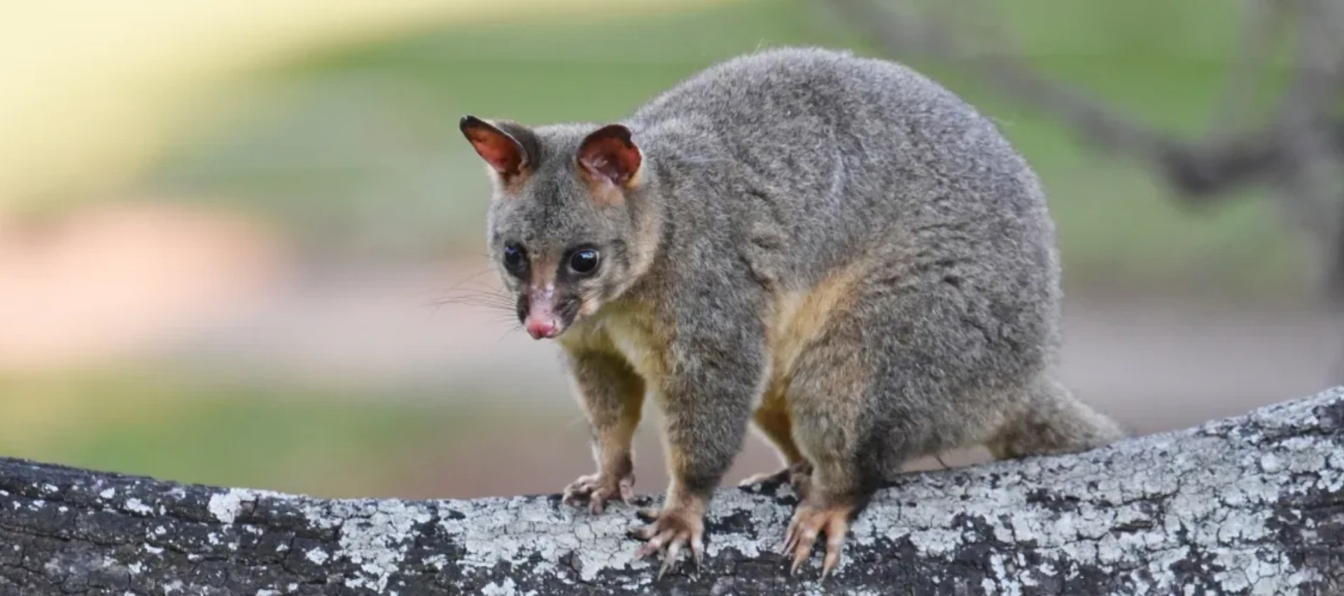 Humane Rodent Control Sydney