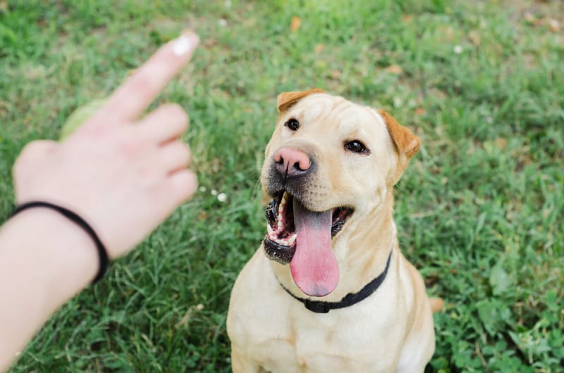Puppy Training Program