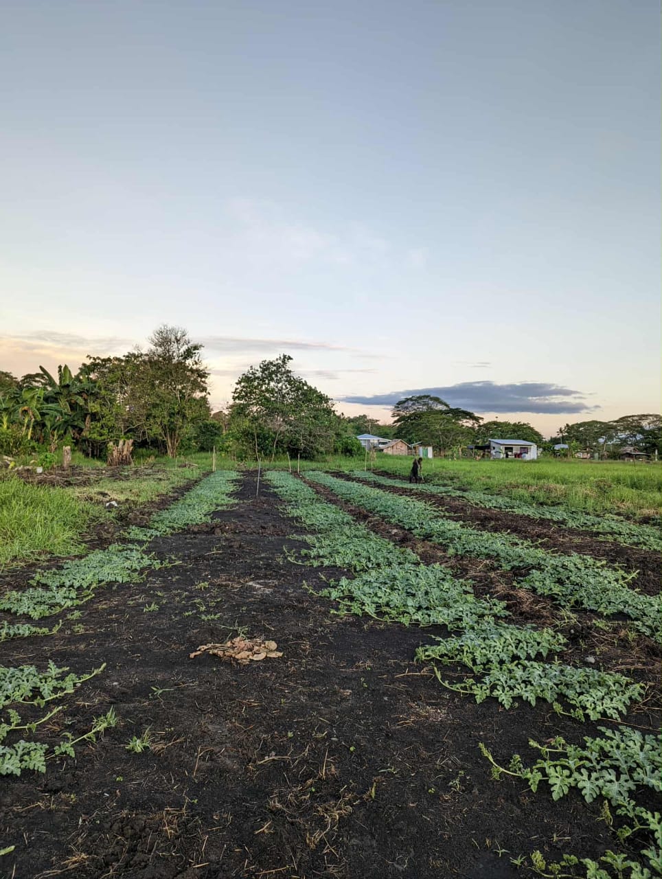 Agriculture Strategy 2015-2019