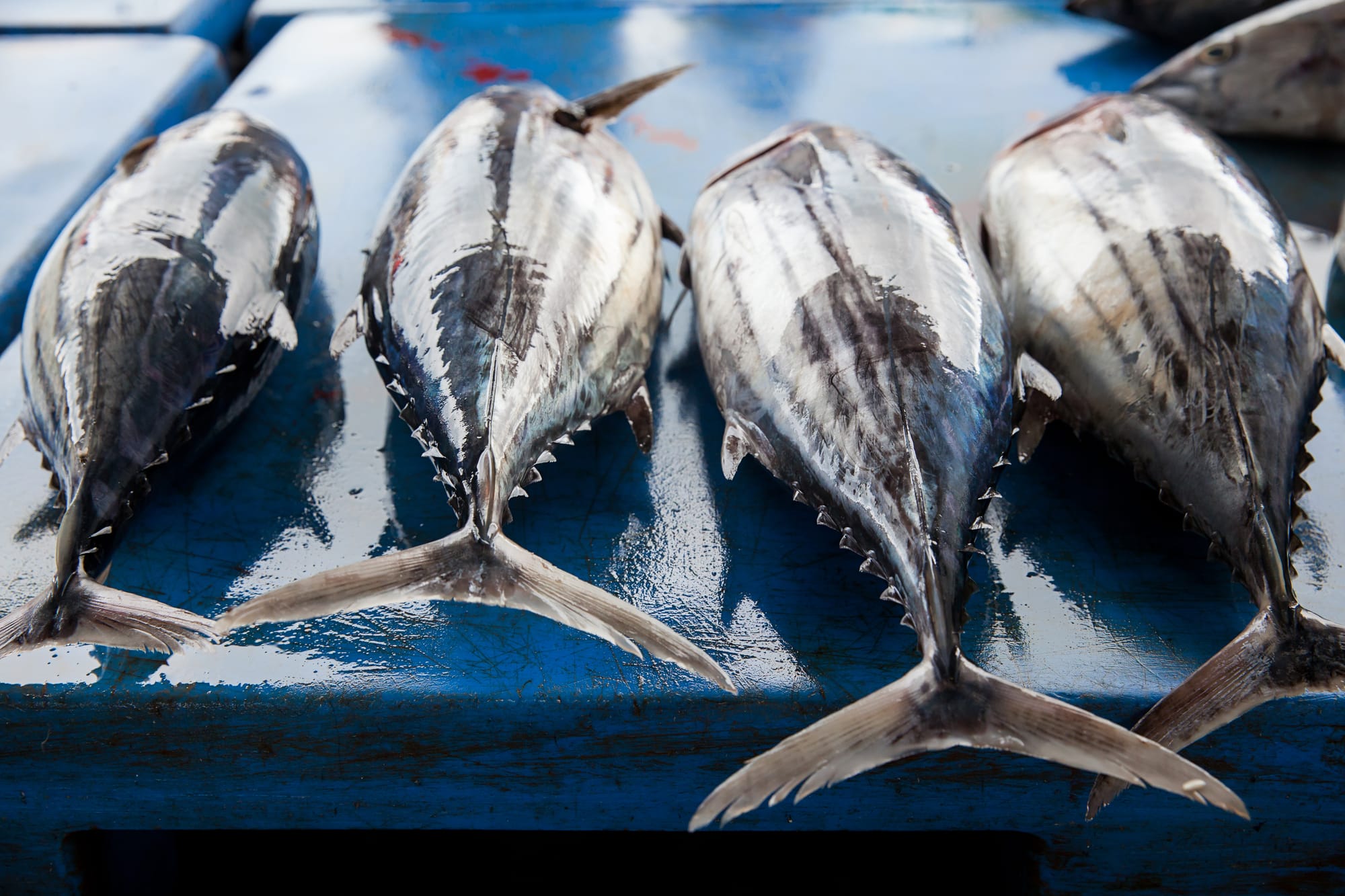 Fisheries