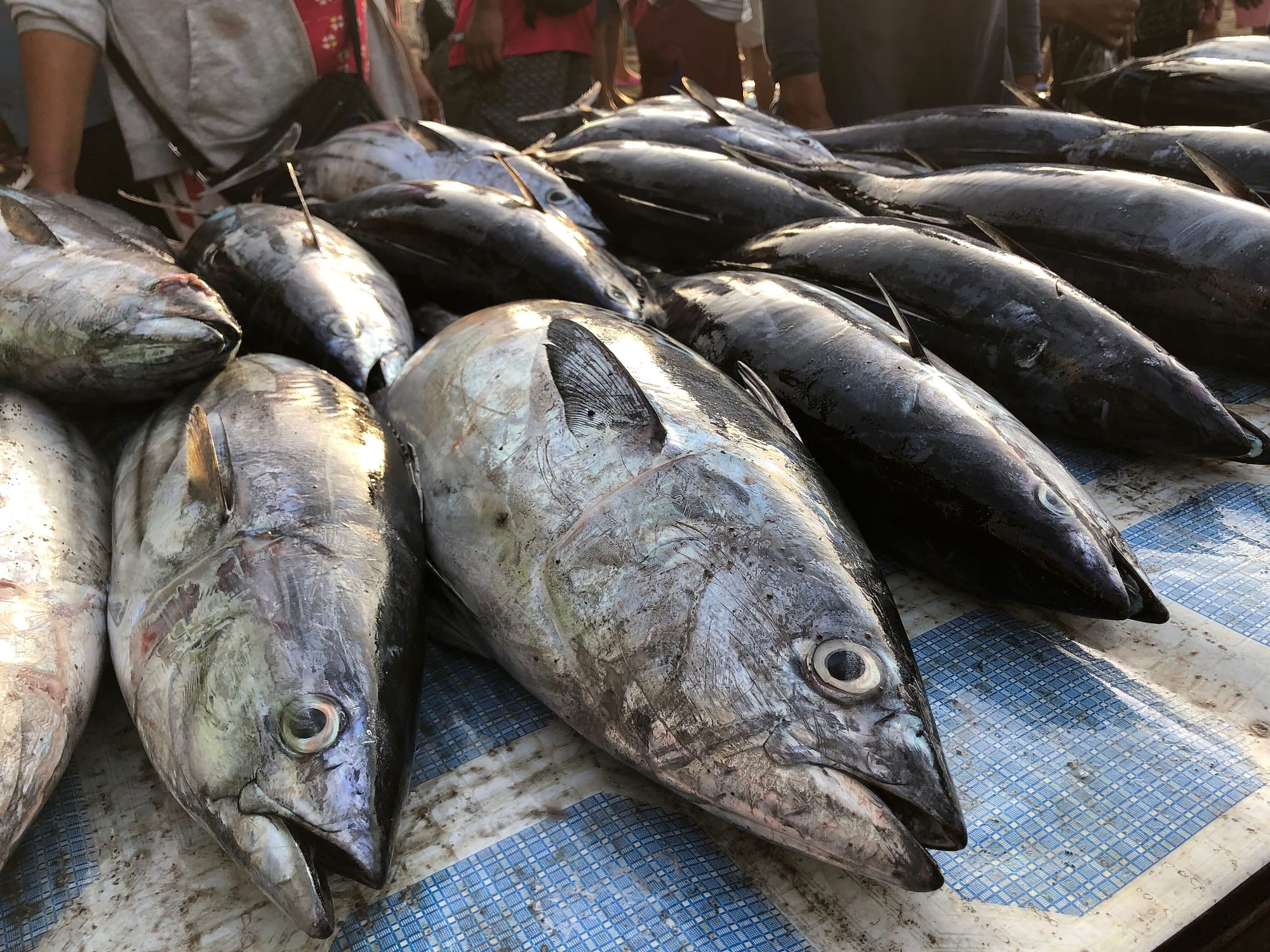 Tuna-Development-and-Management-Plan