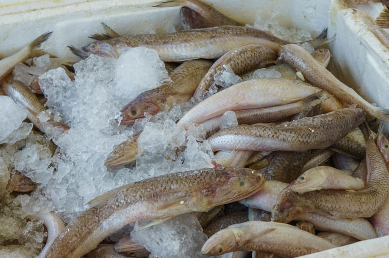 Distribuzione di Pesce Surgelato