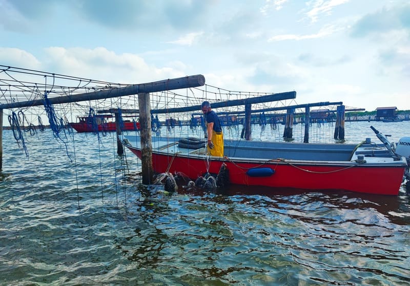 Allevamento di Molluschi