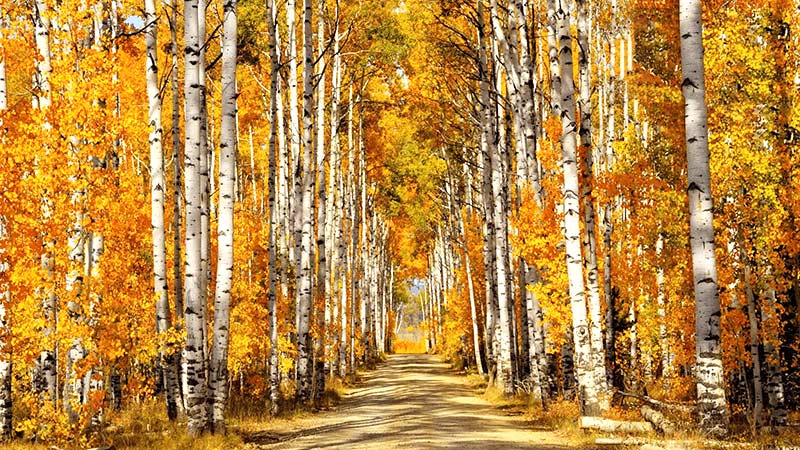 Mua thu vang Saint Petersburg