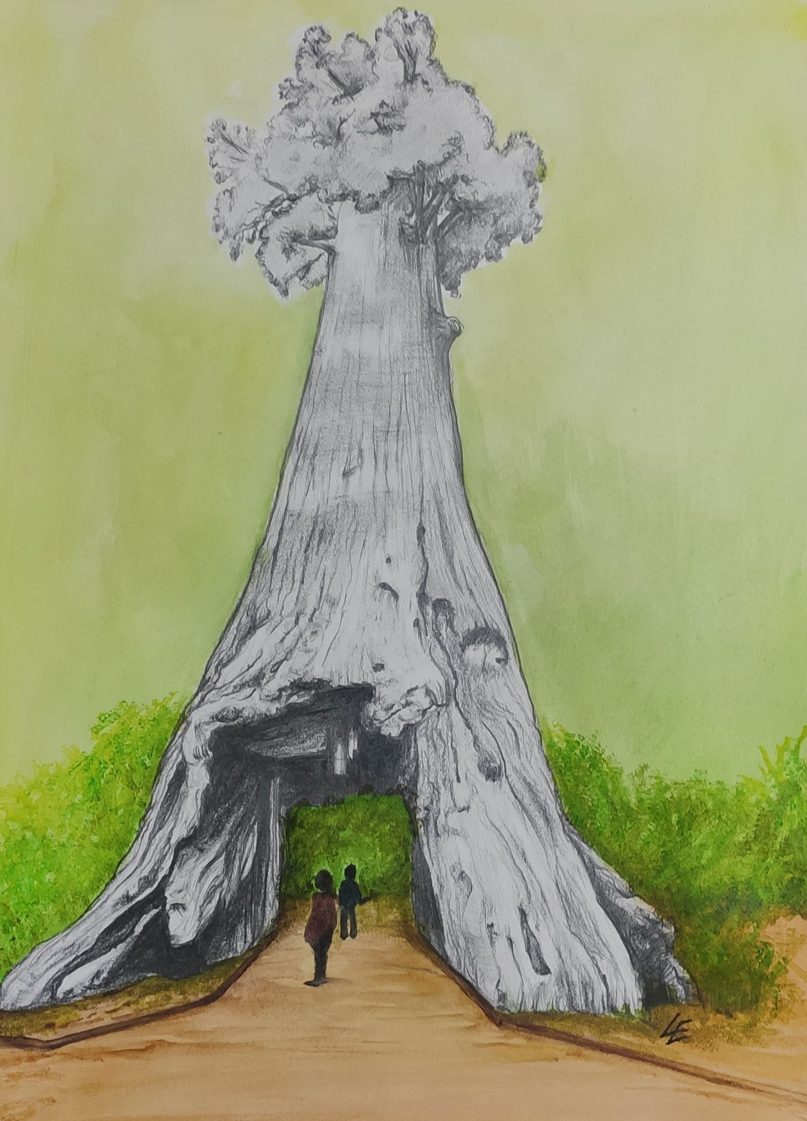 “Sua maestosità…la Sequoia”