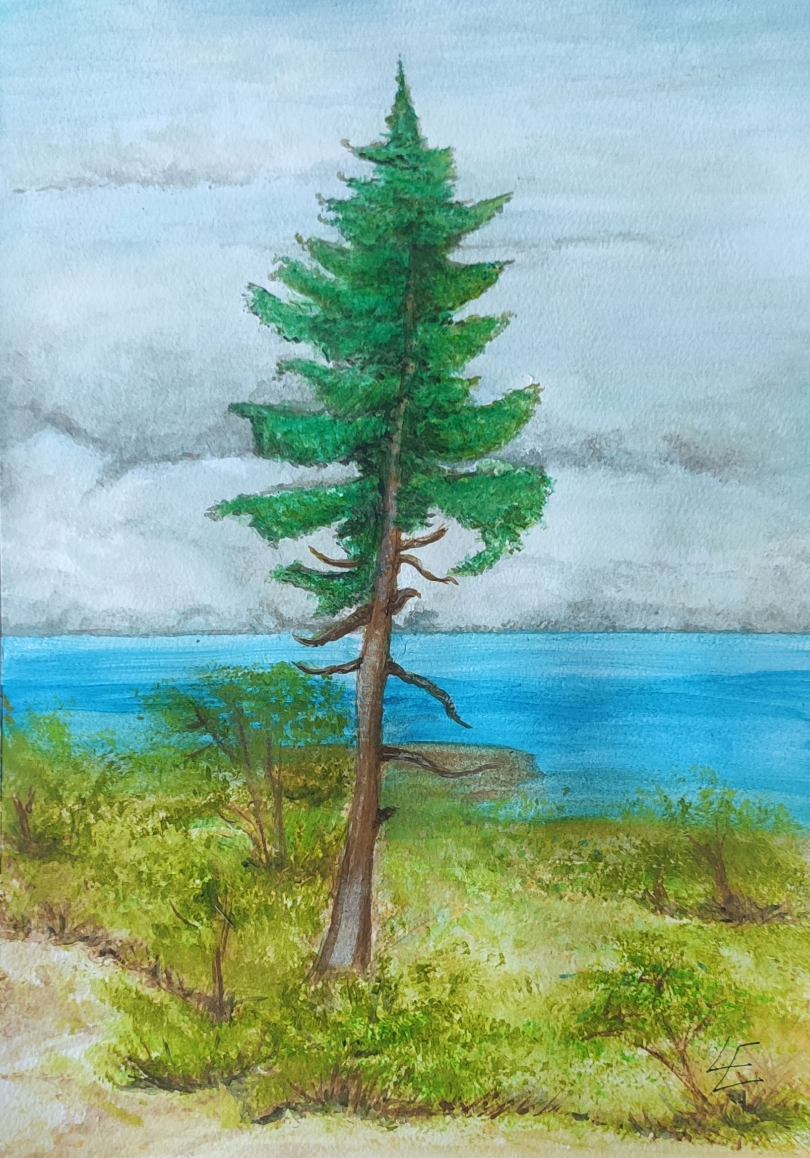 “Il Tjikko”- l’albero più longevo al mondo.