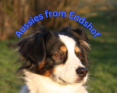 Aussies from Endshof - Hundezucht