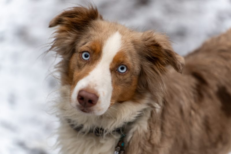 Ernährungsberatung Hund