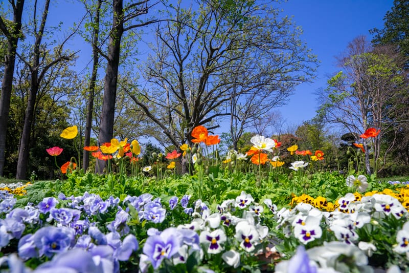 Orderliness: A Reflection of God's Image and Glory in Man