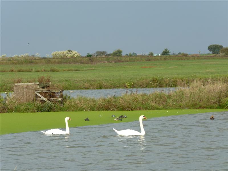 Vue sur notre marais