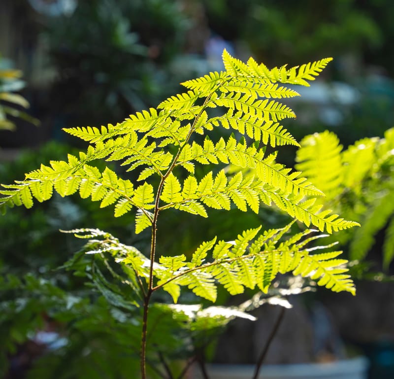 Premium Garden Seeds