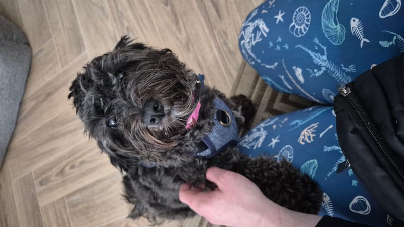 1 to 1 Behavioural Consultations