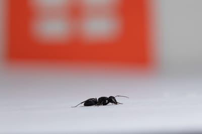 طرق مبتكرة لمكافحة النمل الأبيض