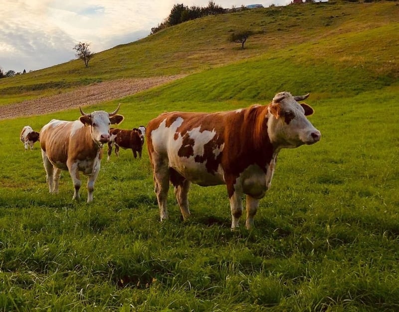 AVANT ET PENDANT L'ABATTAGE