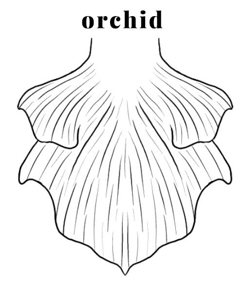 orchid