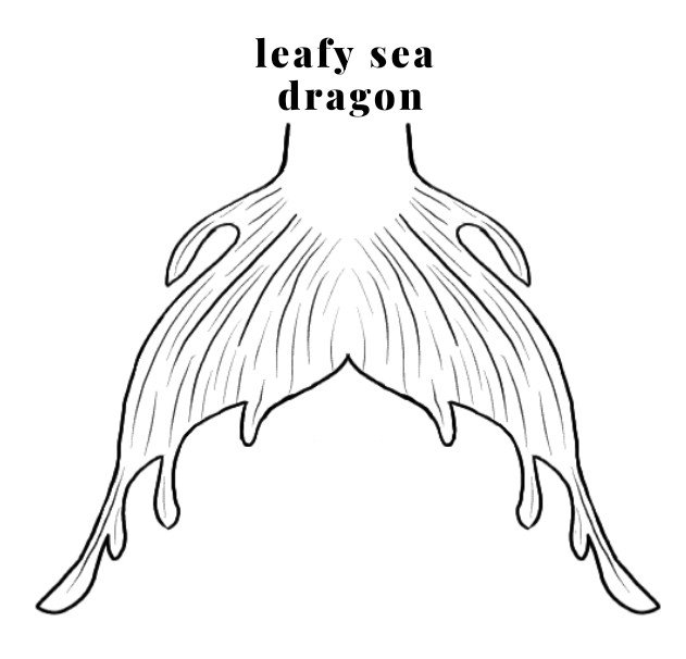 Sea Dragon
