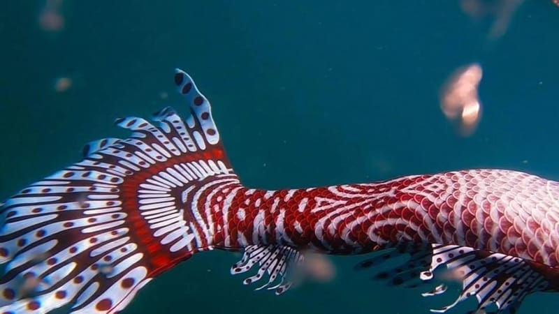Kelpiefins Signature Tails