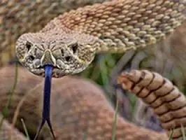HOMEM EMBRIAGADO BRINCA COM COBRA E ACABA PICADO
