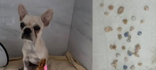 CACHORRINHA ENGOLIU 55 PEDRAS DE CRACK E TUTORA É PRESA EM FLAGRANTE