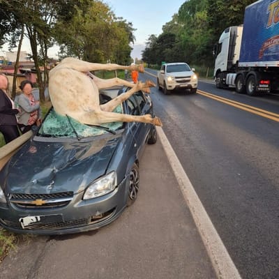 ACIDENTE ENTRE CAVALO E UM VEÍCULO