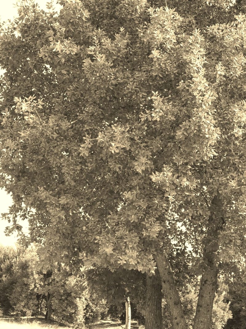 למה לי עצים עכשיו?