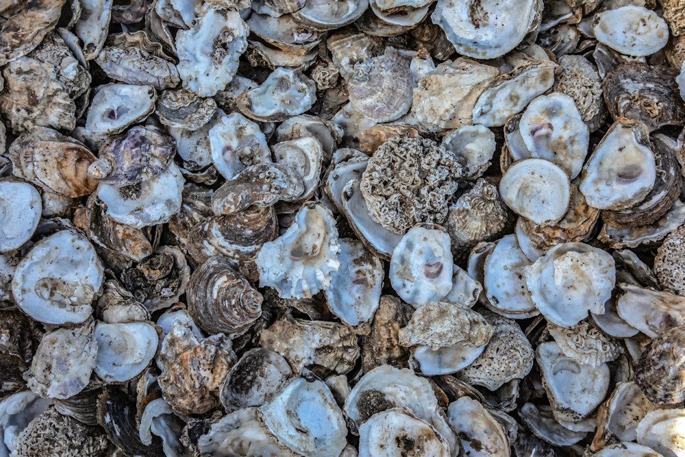 Oyster Bed, West Mersea, photograph by Chrissie Westgate.