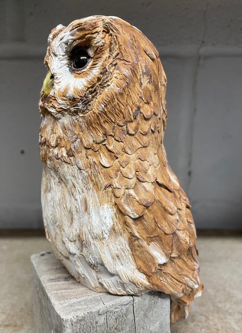 Tawny Owl