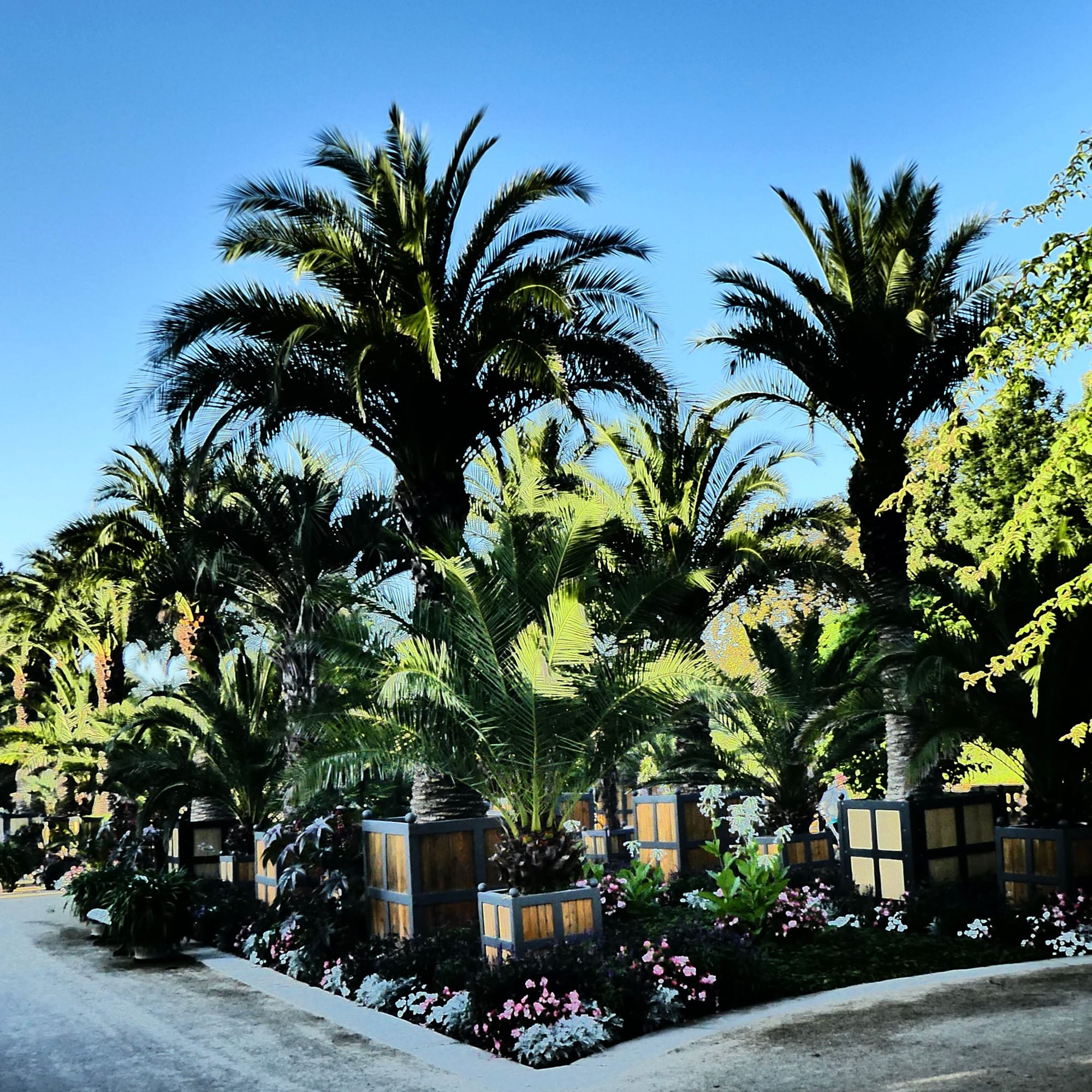 "Las Palmas de Pyrmonto"