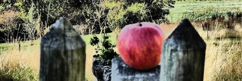 Erntedank | Die ganz große Frage