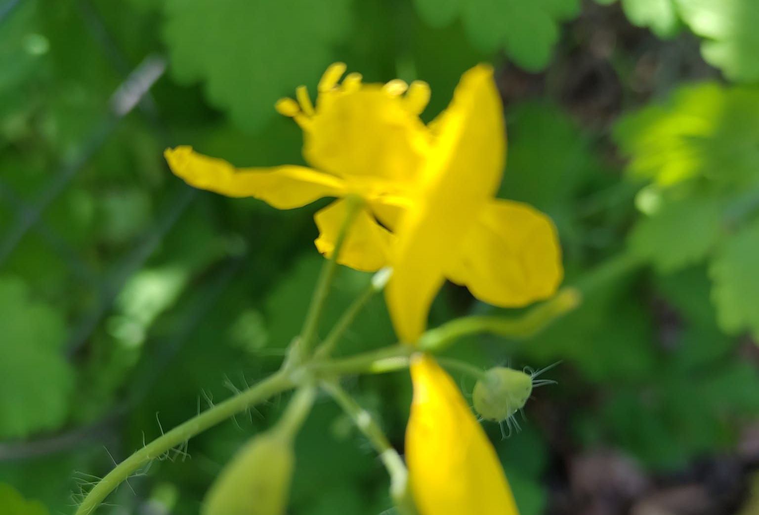 Chelidonium majus - Schöllkraut
