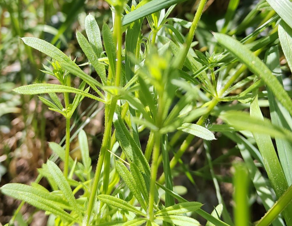 Galium aparine - Kletten-Labkraut