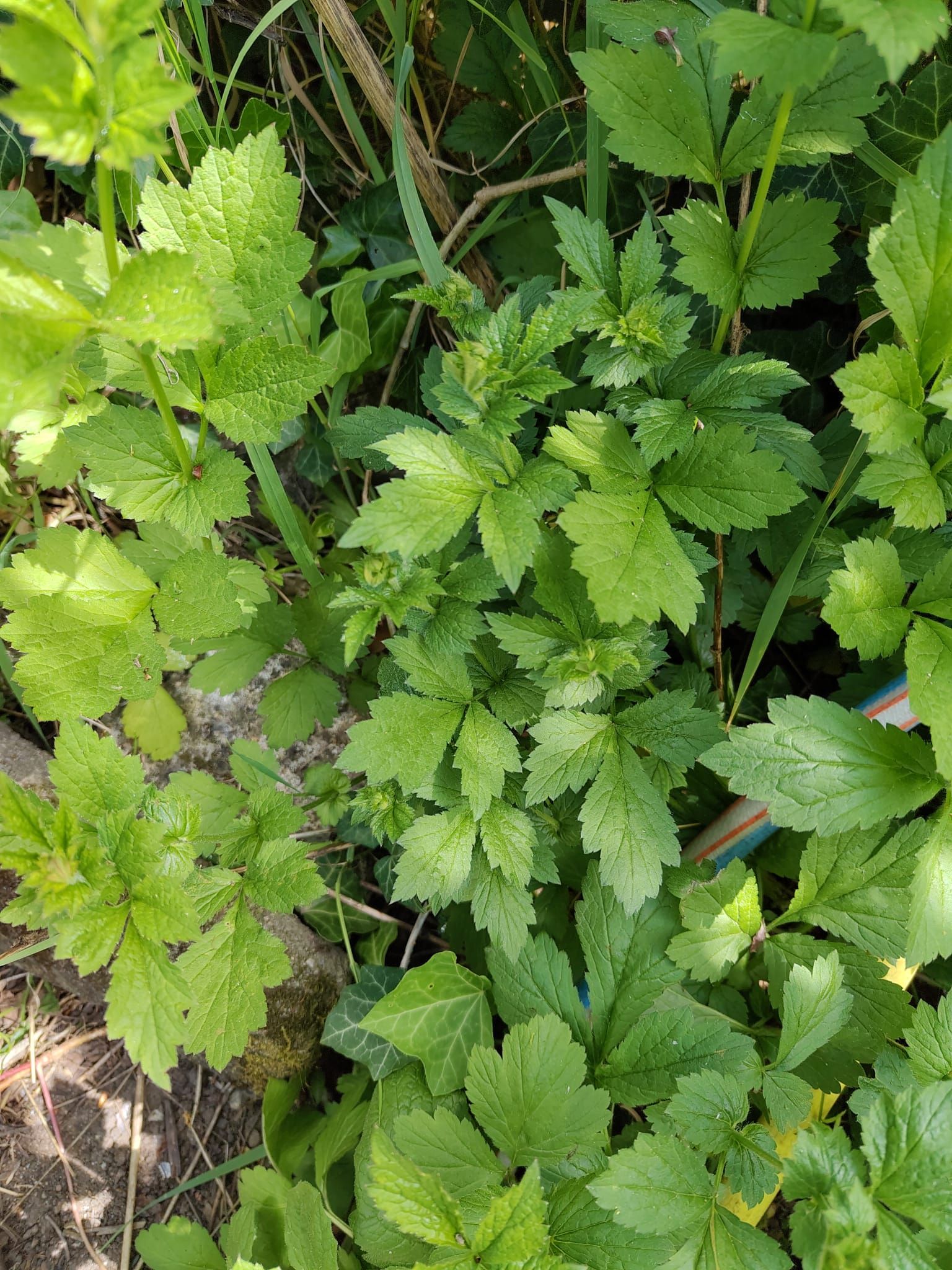Geum urbanum - Echte Nelkenwurz