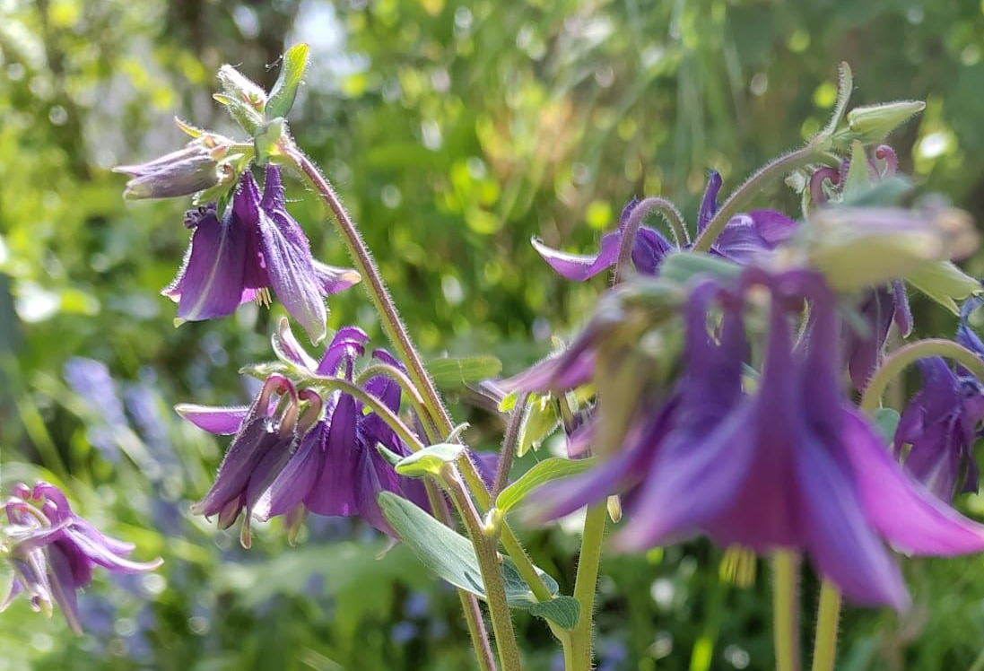 Aquilegia vulgaris - Gemeine Akelei