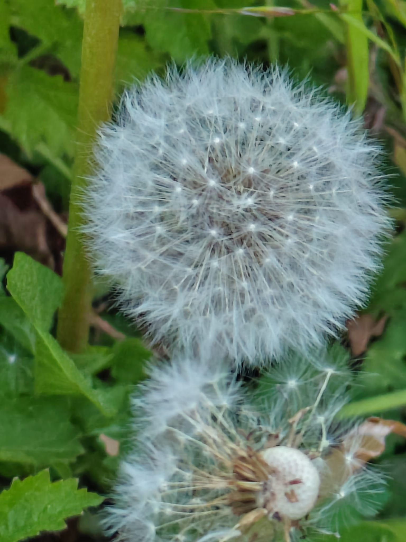 Taraxacum officinale - Gewöhnlicher Löwenzahn