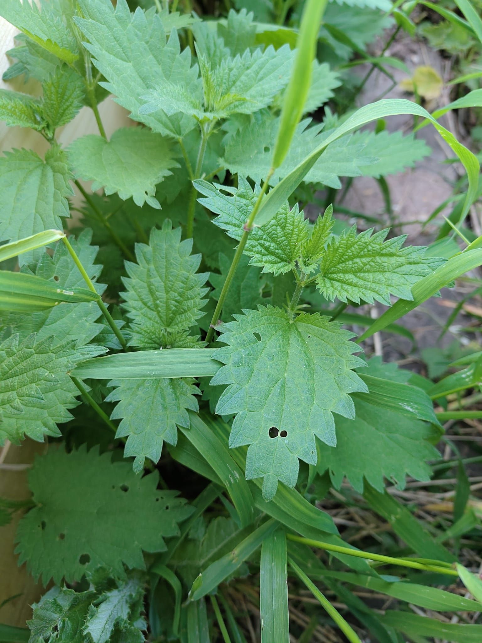 Urtica dioica - Brennnessel