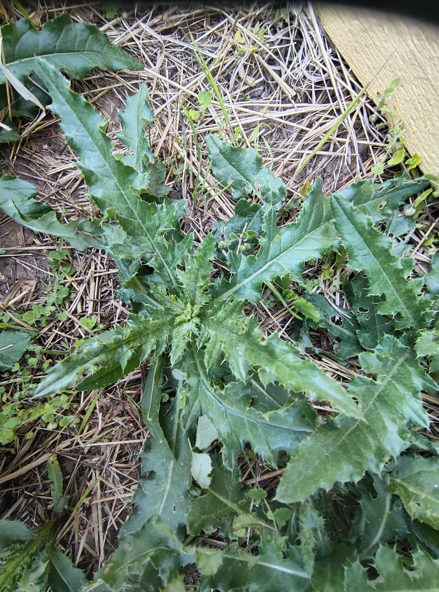 Cirsium arvense - Acker-Kratzdistel