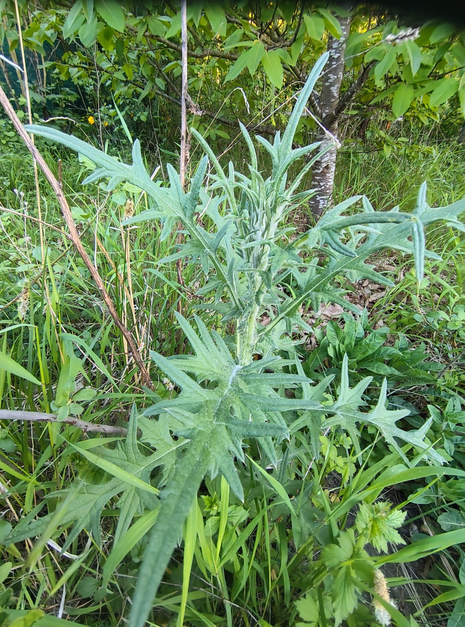 Cirsium vulgare - Gewöhnliche Kratzdistel