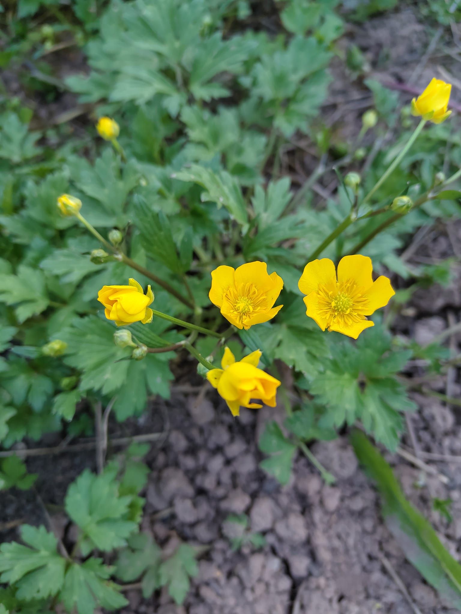 Ranunculus repens - Kriechender Hahnenfuß