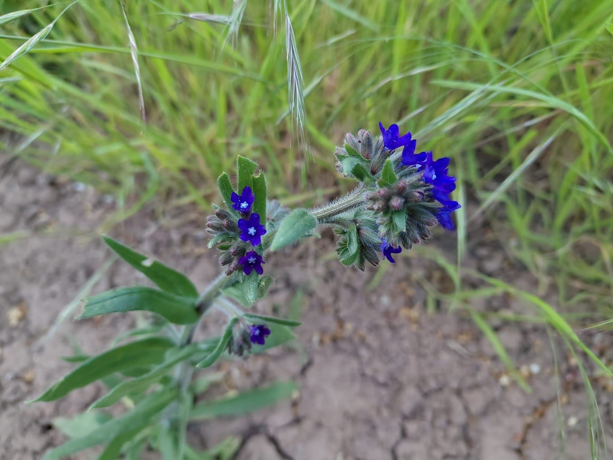 Anchusa officinalis - Gemeine Ochsenzunge