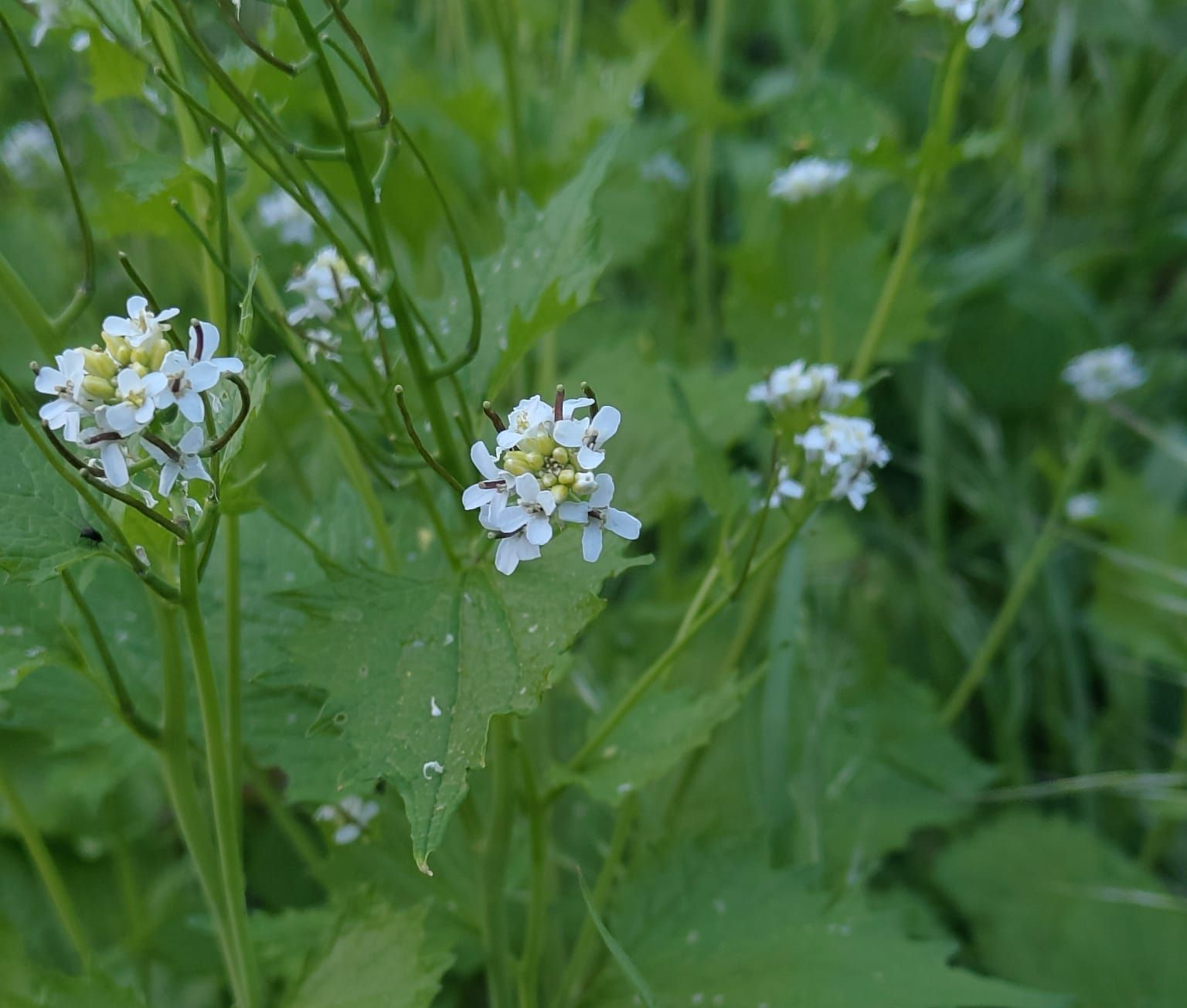 Alliaria petiolata - Knoblauchsrauke