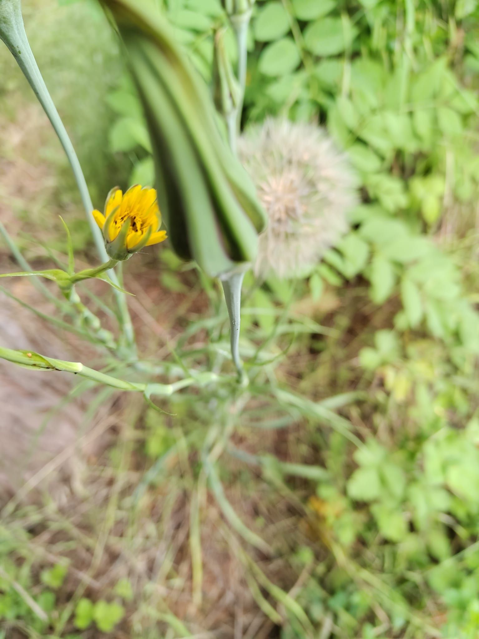 Tragopogon pratensis - Wiesen-Bocksbart